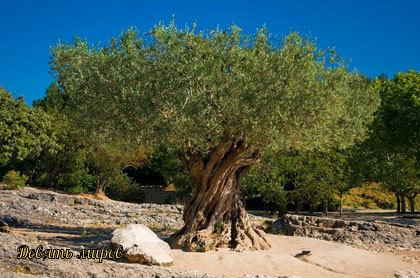 Легенды об оливе (оливке или маслине) H8YRq7QzkJI