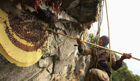 Сборщики дикого меда в Непале