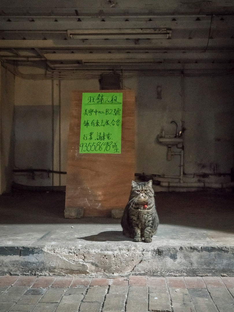 жизнь кошек в магазинах Гонконга фото